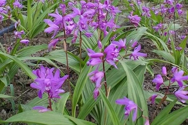 白芨的种类，常见的有紫花白芨、巨茎白芨等