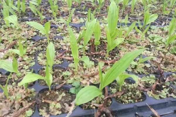 白芨的种类，常见的有紫花白芨、巨茎白芨等