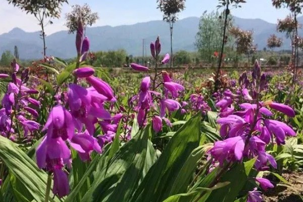 白芨的种类，常见的有紫花白芨、巨茎白芨等