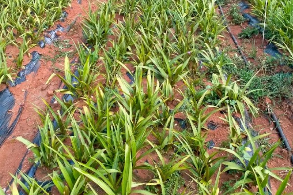 白芨的种类，常见的有紫花白芨、巨茎白芨等