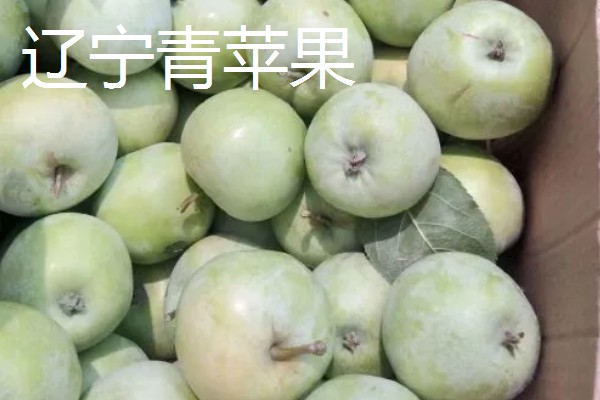 甘肃有什么好吃的苹果，花牛苹果、庆阳苹果等品种口感好