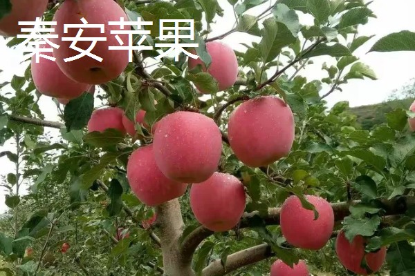甘肃有什么好吃的苹果，花牛苹果、庆阳苹果等品种口感好
