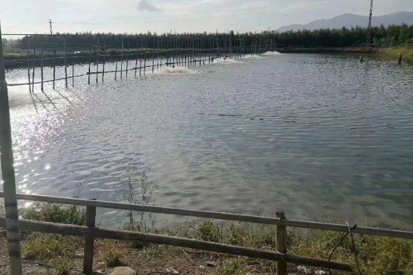 怎么养殖淡水白鲳鱼，每天要投喂2次