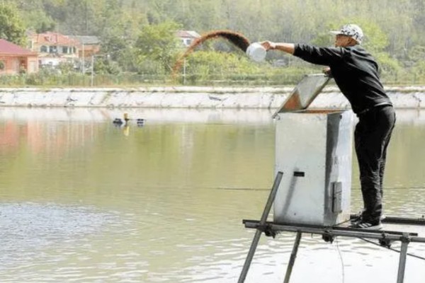 怎么养殖淡水白鲳鱼，每天要投喂2次