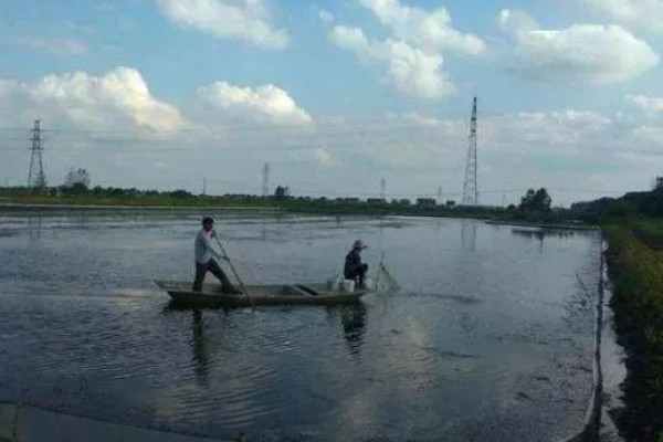 怎么养殖淡水白鲳鱼，每天要投喂2次