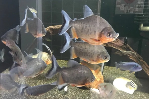 怎么养殖淡水白鲳鱼，每天要投喂2次