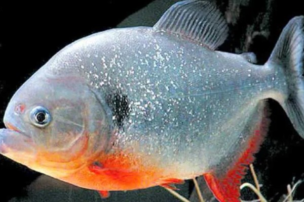 怎么养殖淡水白鲳鱼，每天要投喂2次