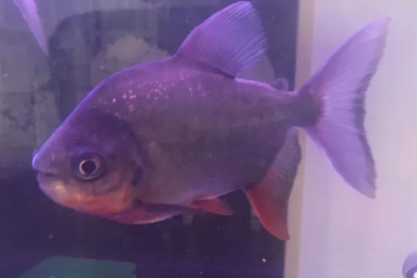 怎么养殖淡水白鲳鱼，每天要投喂2次