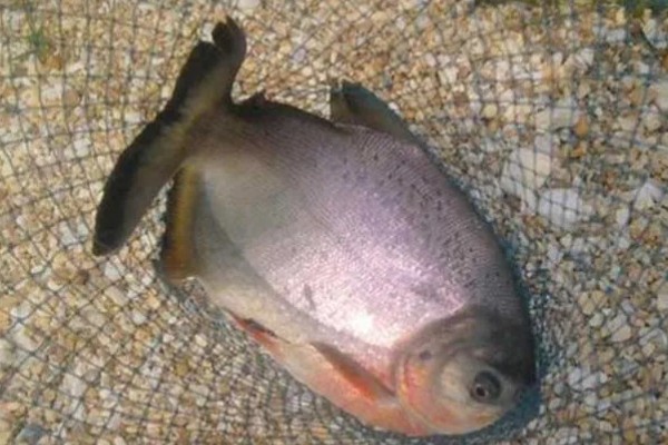 怎么养殖淡水白鲳鱼，每天要投喂2次