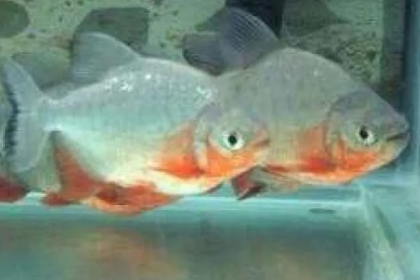 怎么养殖淡水白鲳鱼，每天要投喂2次