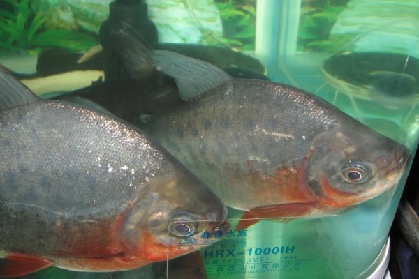 怎么养殖淡水白鲳鱼，每天要投喂2次