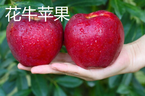 甘肃有什么好吃的苹果，花牛苹果、庆阳苹果等品种口感好