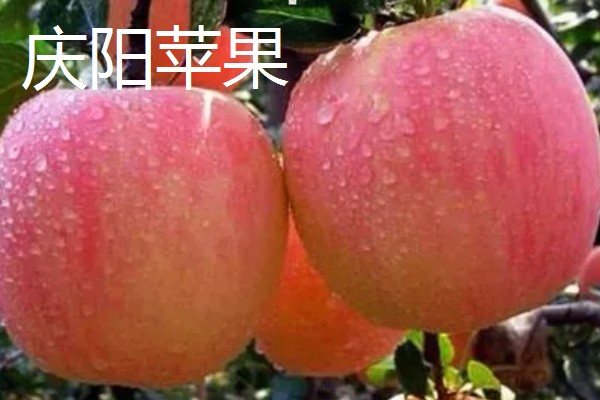 甘肃有什么好吃的苹果，花牛苹果、庆阳苹果等品种口感好