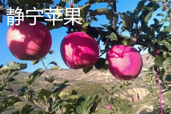 甘肃有什么好吃的苹果，花牛苹果、庆阳苹果等品种口感好