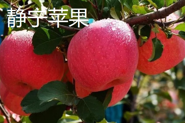 甘肃有什么好吃的苹果，花牛苹果、庆阳苹果等品种口感好