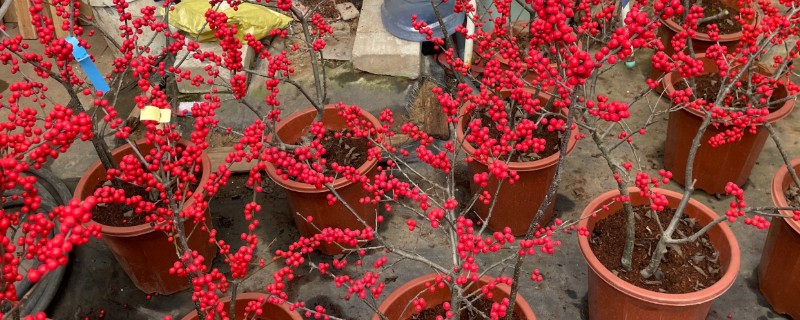 冬青树的养殖方法，喜欢温暖的气候环境