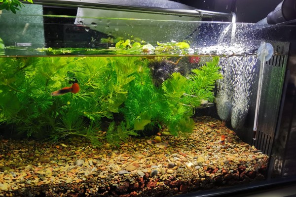 没有氧气泵鱼可以存活多长时间,饲养密度大经过1-3天就会死亡