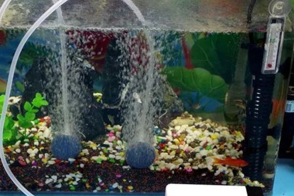 没有氧气泵鱼可以存活多长时间,饲养密度大经过1-3天就会死亡