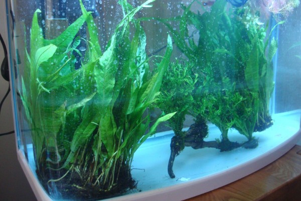 没有氧气泵鱼可以存活多长时间,饲养密度大经过1-3天就会死亡