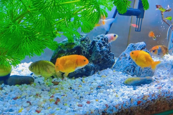 没有氧气泵鱼可以存活多长时间,饲养密度大经过1-3天就会死亡