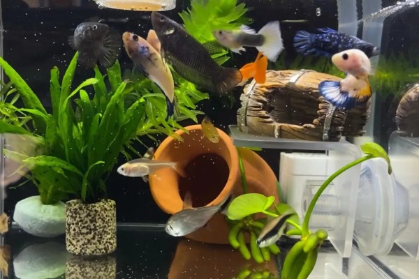 没有氧气泵鱼可以存活多长时间,饲养密度大经过1-3天就会死亡