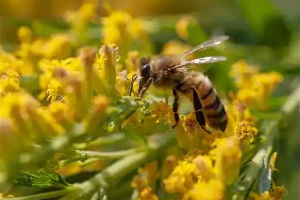 如何寻找野生蜜蜂，可以跟踪采蜜工蜂