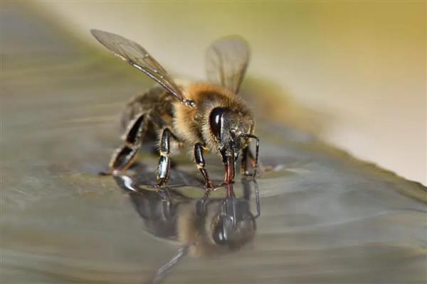 如何寻找野生蜜蜂，可以跟踪采蜜工蜂