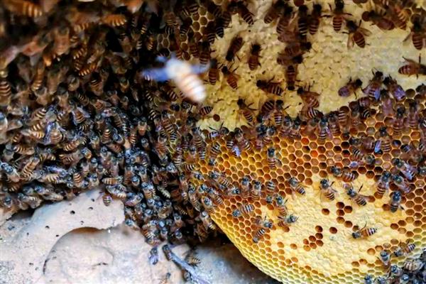 如何寻找野生蜜蜂，可以跟踪采蜜工蜂