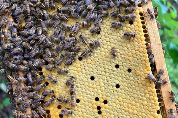 如何寻找野生蜜蜂，可以跟踪采蜜工蜂