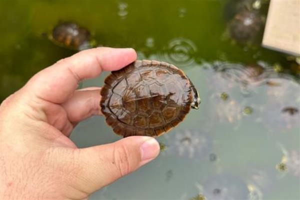 深水龟能不能和鱼一起养，小型鱼类可能会被吞食
