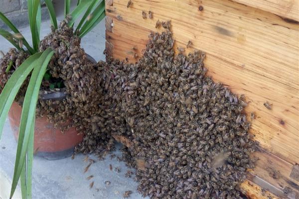 如何寻找野生蜜蜂，可以跟踪采蜜工蜂