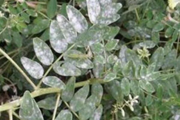 如何防治黄芩白粉病，发病初期喷施氟硅唑悬浮剂等药物