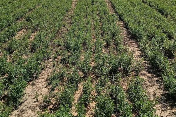 如何防治黄芩白粉病，发病初期喷施氟硅唑悬浮剂等药物