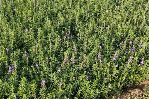 如何防治黄芩白粉病，发病初期喷施氟硅唑悬浮剂等药物