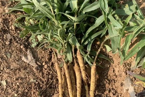 如何防治黄芩白粉病，发病初期喷施氟硅唑悬浮剂等药物