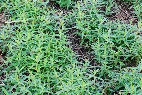 如何防治黄芩白粉病，发病初期喷施氟硅唑悬浮剂等药物