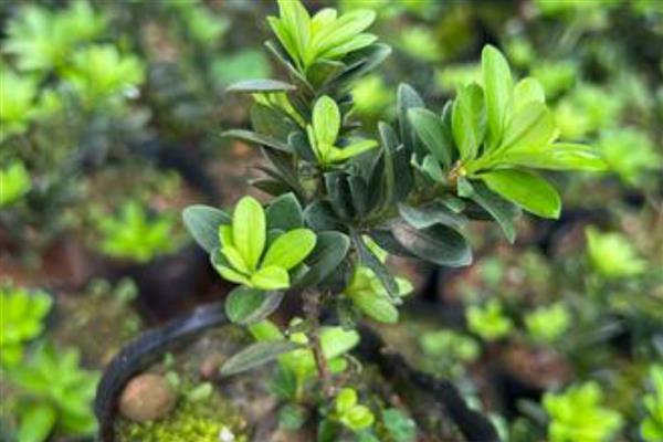 黑珍珠罗汉松的养护方法，喜欢生长在湿润的环境中