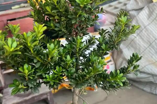 黑珍珠罗汉松的养护方法，喜欢生长在湿润的环境中