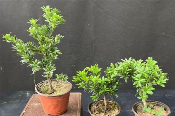 黑珍珠罗汉松的养护方法，喜欢生长在湿润的环境中