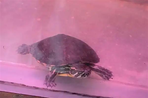 深水龟能不能和鱼一起养，小型鱼类可能会被吞食