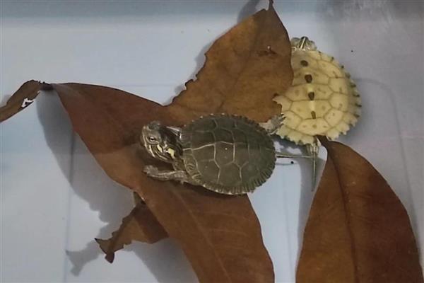 深水龟能不能和鱼一起养，小型鱼类可能会被吞食