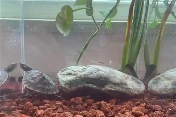 深水龟能不能和鱼一起养，小型鱼类可能会被吞食