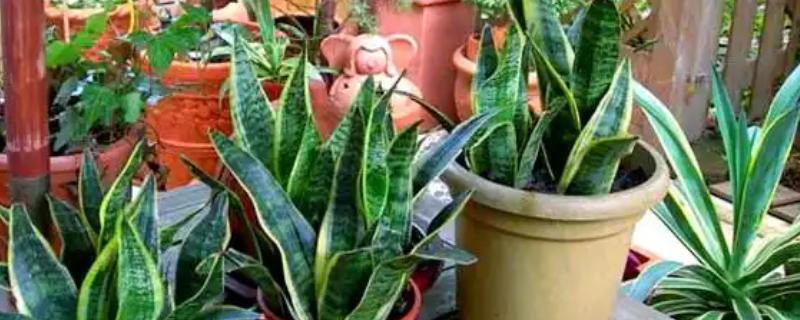 虎皮兰根系腐烂怎么办,取出植株剪除腐烂部位并消毒重栽