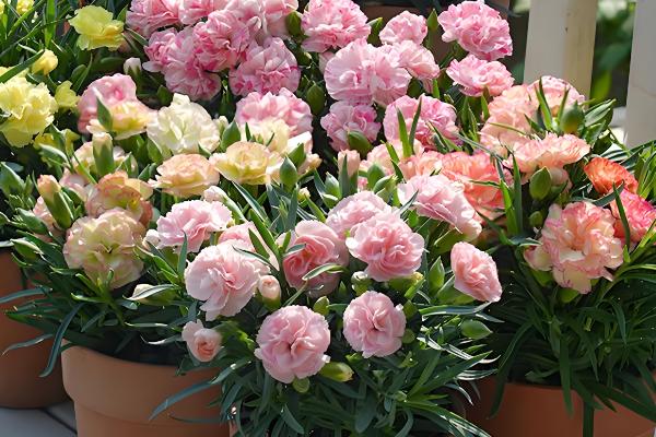 11朵粉色康乃馨的花语是什么，寓意一心一意、心中最爱等