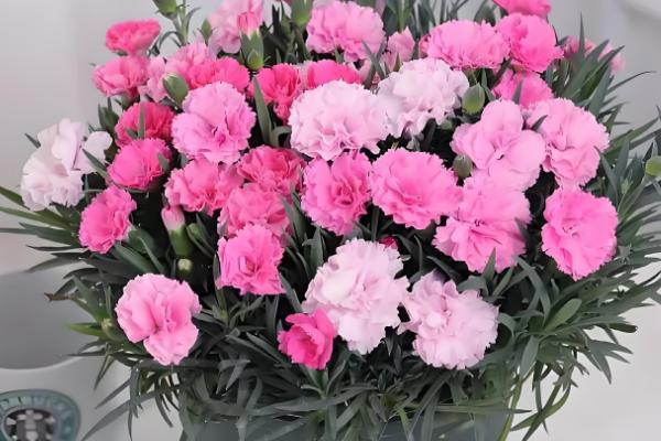 11朵粉色康乃馨的花语是什么，寓意一心一意、心中最爱等