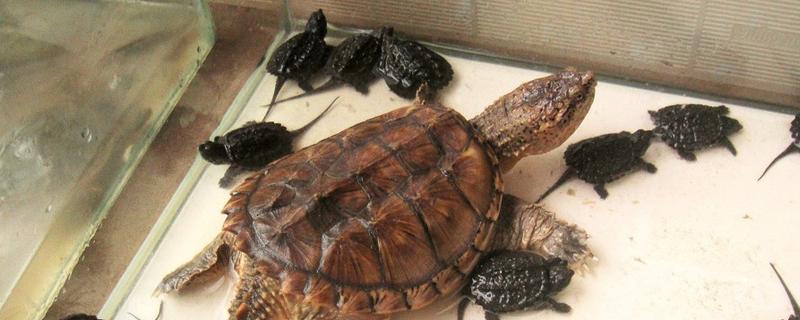 小鳄龟冬眠要放水吗，冬眠后无法在水中正常呼吸