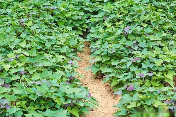 土耳苕的亩产量，在3000斤到4000斤不等