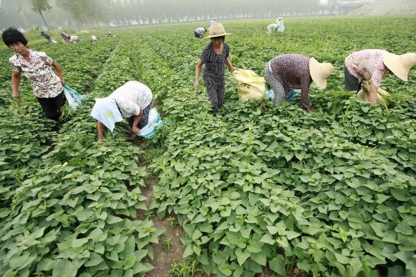 土耳苕的亩产量，在3000斤到4000斤不等