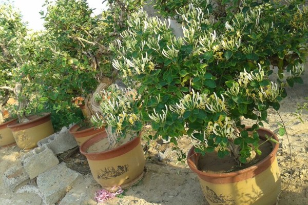 怎么种山银花,放在凉爽通风的位置养护为佳