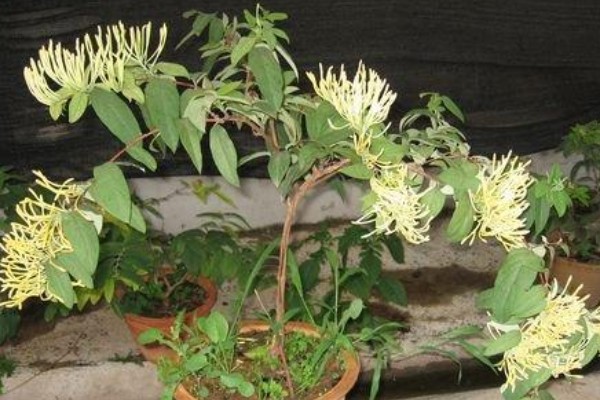 怎么种山银花,放在凉爽通风的位置养护为佳